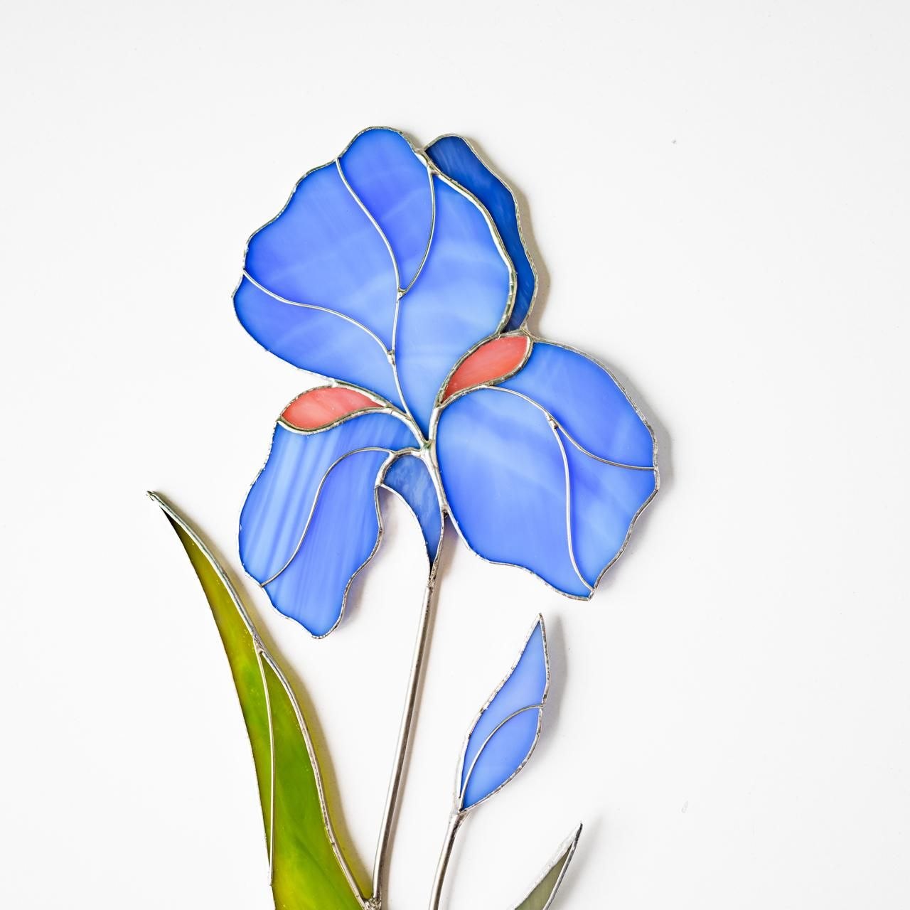 Iris  Flower