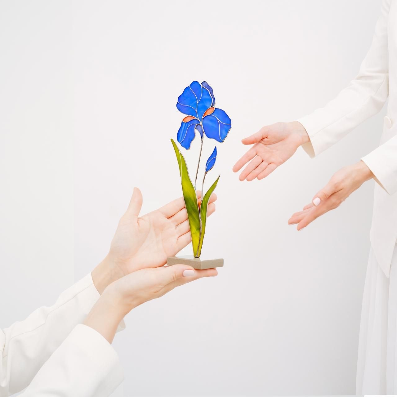 Iris  Flower